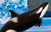 Sea World San Antonio