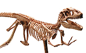 The Witte Museum